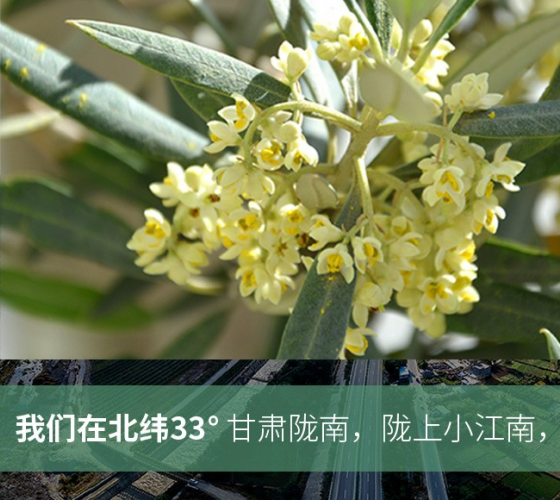 武都的氣候、土壤等與地中海沿岸極其相似，同處于世界頂級(jí)油橄欖黃金生產(chǎn)帶（32°58--33°36）年平均氣溫為14.7°，年日照時(shí)數(shù)1911..